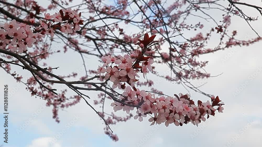 Delicate pink blossoms cover branches of cherry trees against soft, cloudy backdrop in springtime. Delicate pink blossoms cover branches of cherry trees against soft, cloudy backdrop in springtime.