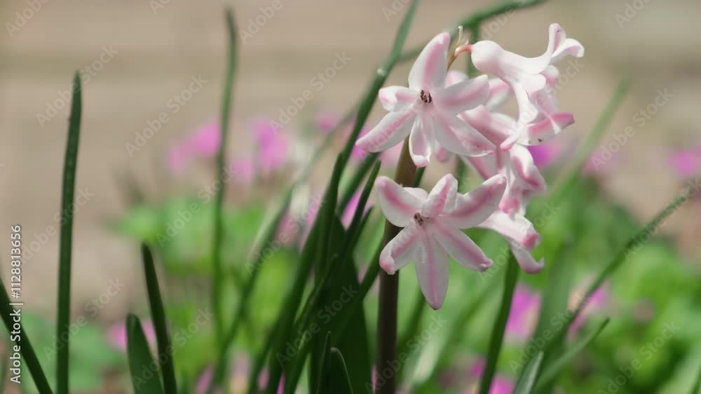Spring background. Closeup of hyacinth flowering. Spring background. Closeup of hyacinth flowering.