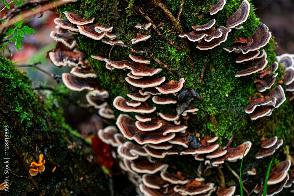 fungus, nature, outdoors, woodland, parasitic, botany, forest, tree, bracket fungus, growth, absence, leaf, mushroom, tree trunk, autumn, central europe, europe, basidiomycota, branch - plant part, di
