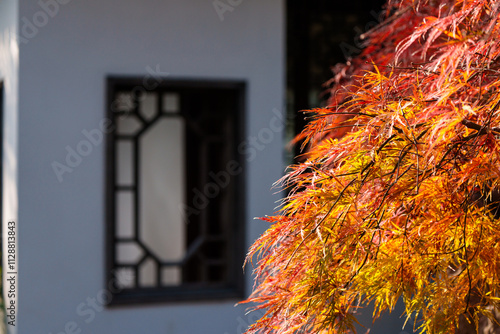 Canvas Print Autumn red maple and ancient window
