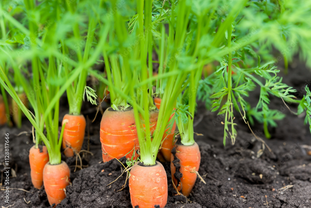A group of carrots growing in the ground. Carrots and broccoli in a bowl with brown earth. Close up of a carrot growing on the ground. Close up of a carrot and orange growing on lifestyle the ground. A group of carrots growing in the ground. Carrots and broccoli in a bowl with brown earth. Close up of a carrot growing on the ground. Close up of a carrot and orange growing on lifestyle the ground.