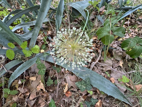 Allium polyanthum flower blooming in the garden. Many-flowered gallic. Allium polyanthum, called the many-flowered garlic, is a Mediterranean species of wild onion. Design element. Close-up.
 photo