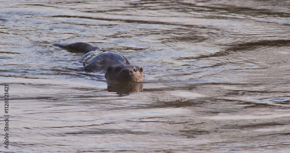 SLO MO MS Otter swimming in river / Blandford Forum, Dorset, UK SLO MO MS Otter swimming in river / Blandford Forum, Dorset, UK