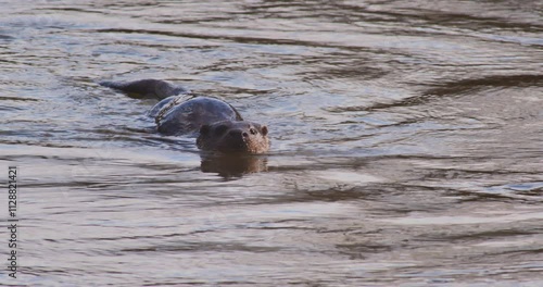 SLO MO MS Otter swimming in river / Blandford Forum, Dorset, UK photo