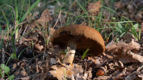 MUSHROOM IN THE WOODS, AMONG THE DRY LEAVES UNDER THE TREES 13
