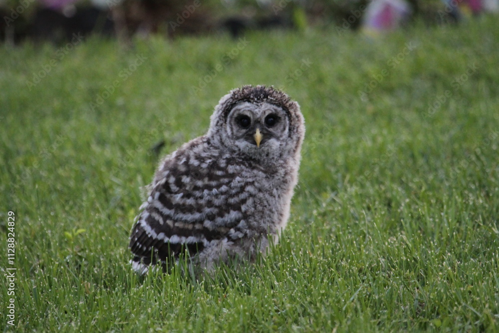 Fototapeta premium Owl Bird of Prey in the wild