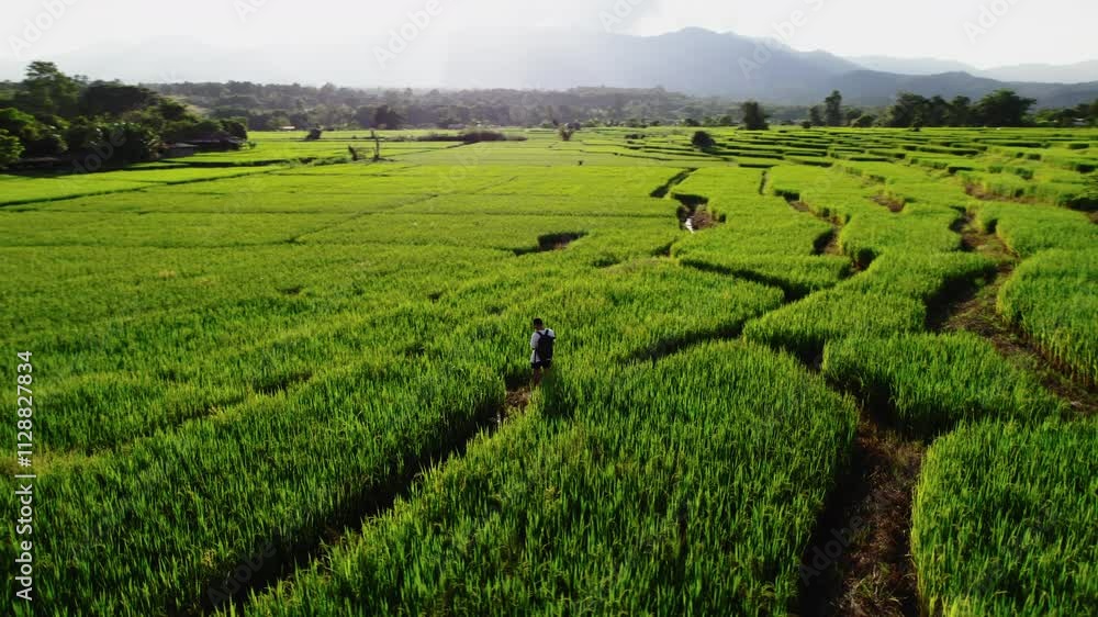 Aerial view of rice fields in the evening in Pai, Thailand. Agriculture and landscape. Aerial view of rice fields in the evening in Pai, Thailand. Agriculture and landscape.