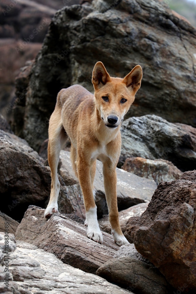 Dingo dog looking straight at camera on K'gari island (fraser island) while standing on rocks Dingo dog looking straight at camera on K'gari island (fraser island) while standing on rocks