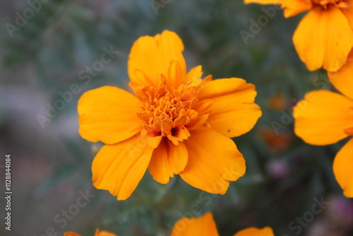 Tagetes patula or Signet marigold