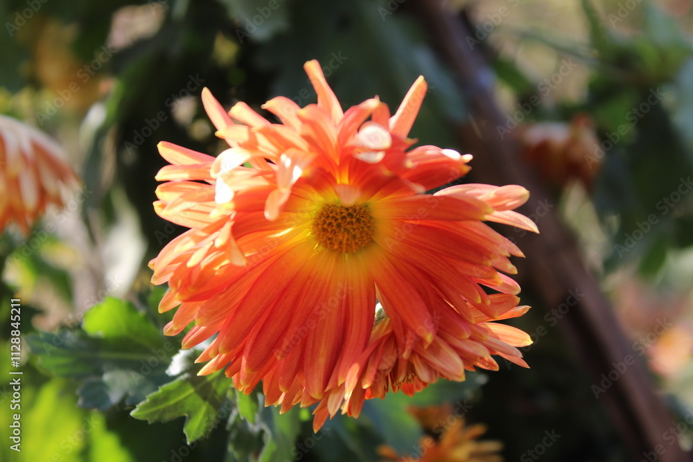 Chrysanthemum, Spoon Mums or chrysanths Chrysanthemum, Spoon Mums or chrysanths