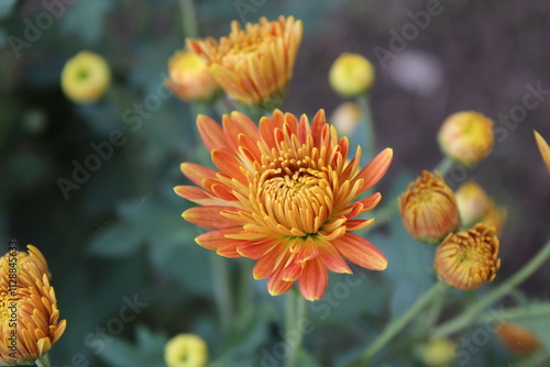 Chrysanthemum, Spoon Mums or chrysanths photo