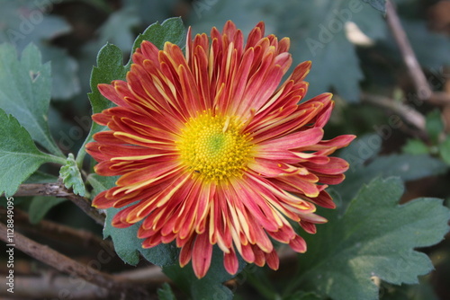 Chrysanthemum, Spoon Mums or chrysanths photo