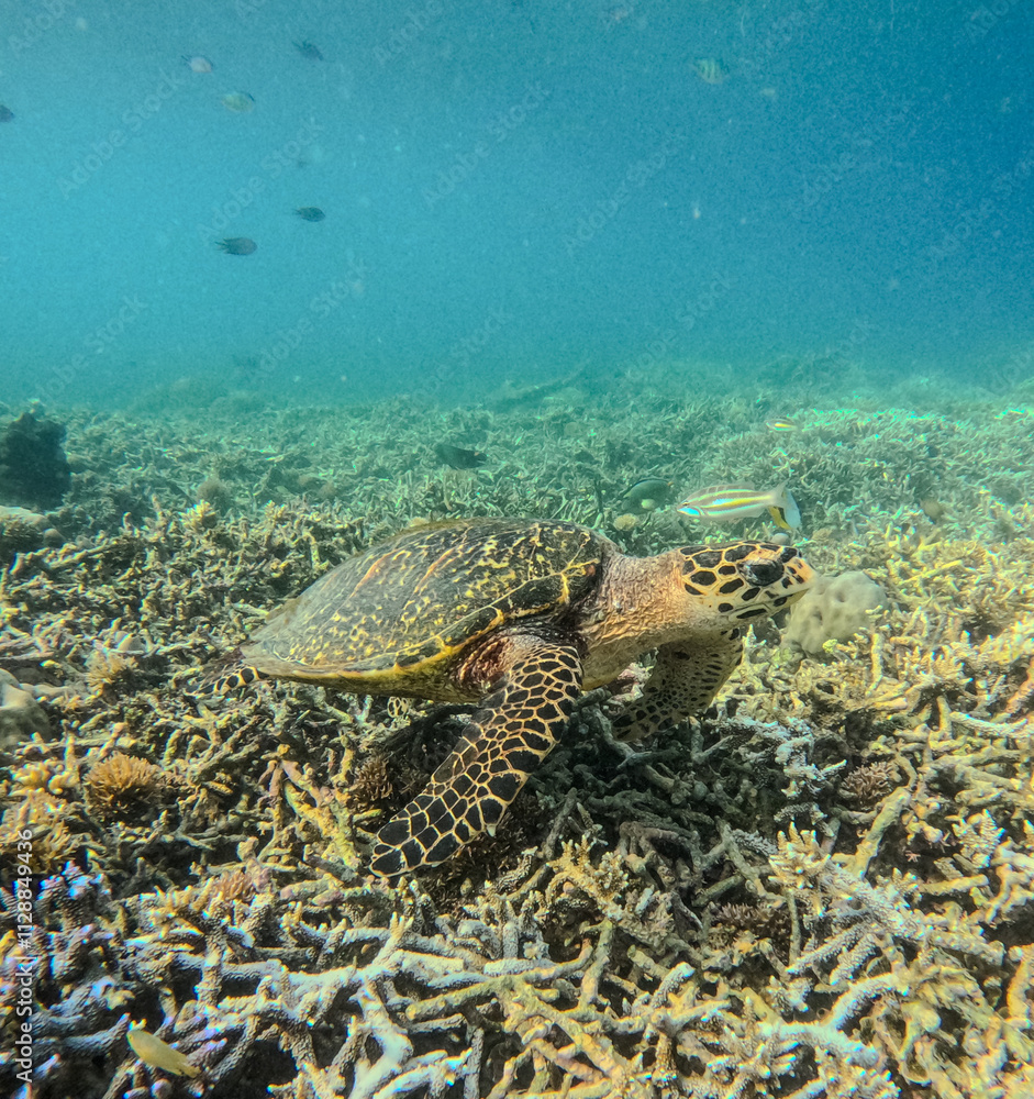 Obraz premium Turtle on coral