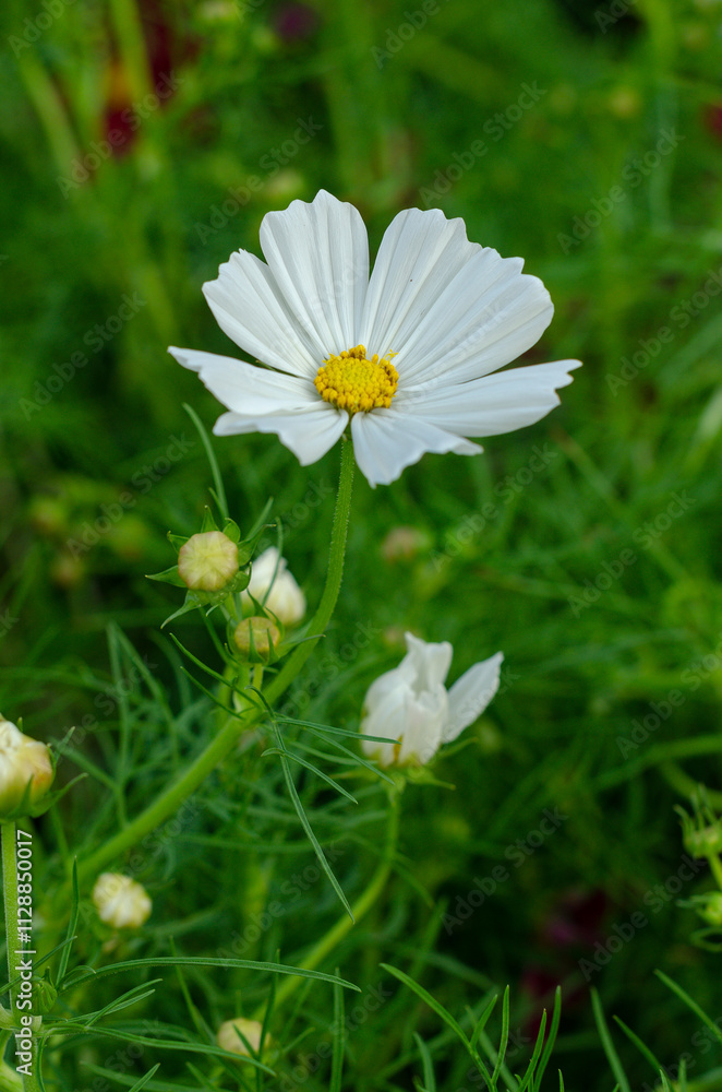 Single white flower surrounded by green foliage Single white flower surrounded by green foliage