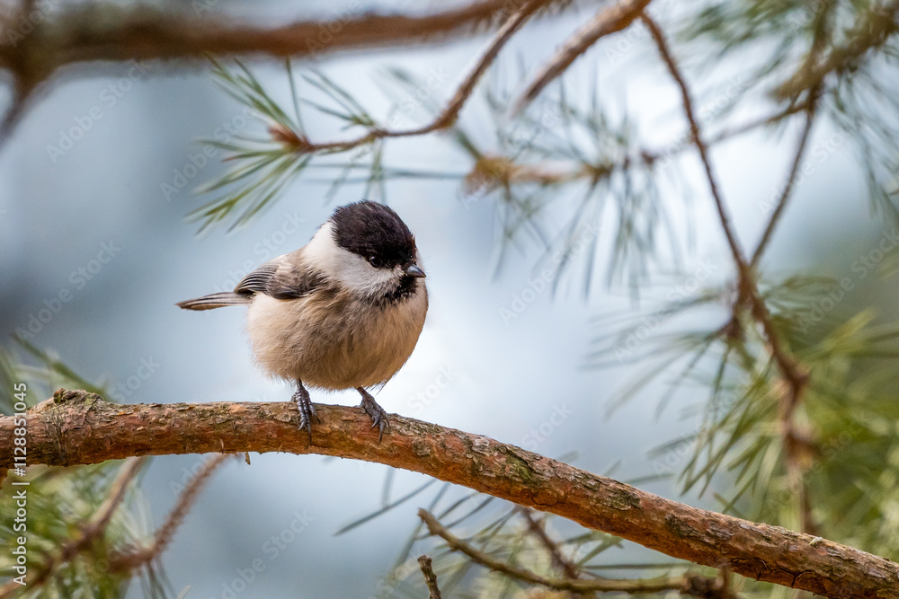 Fototapeta premium Marsh tit