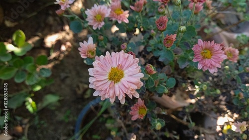 Chrysanthemum, Spoon Mums or chrysanths photo