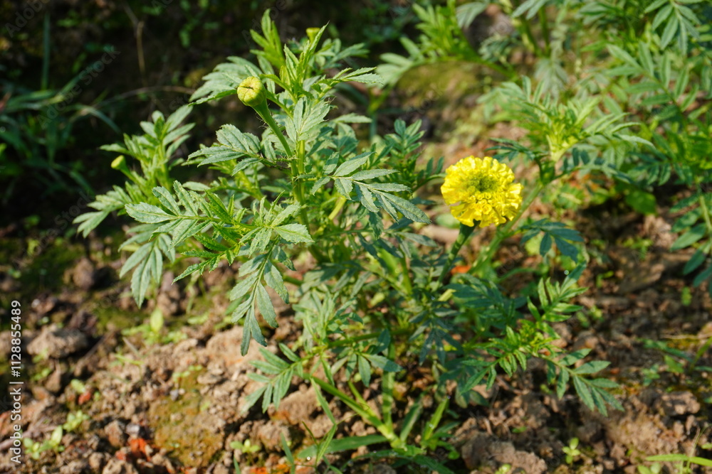 Yellow marigold plant with flower and buds Yellow marigold plant with flower and buds