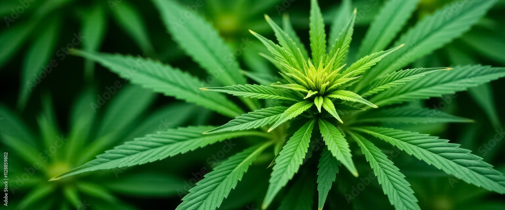 Close up view of a cannabis plant with lush green leaves and a bud in the center Close up view of a cannabis plant with lush green leaves and a bud in the center