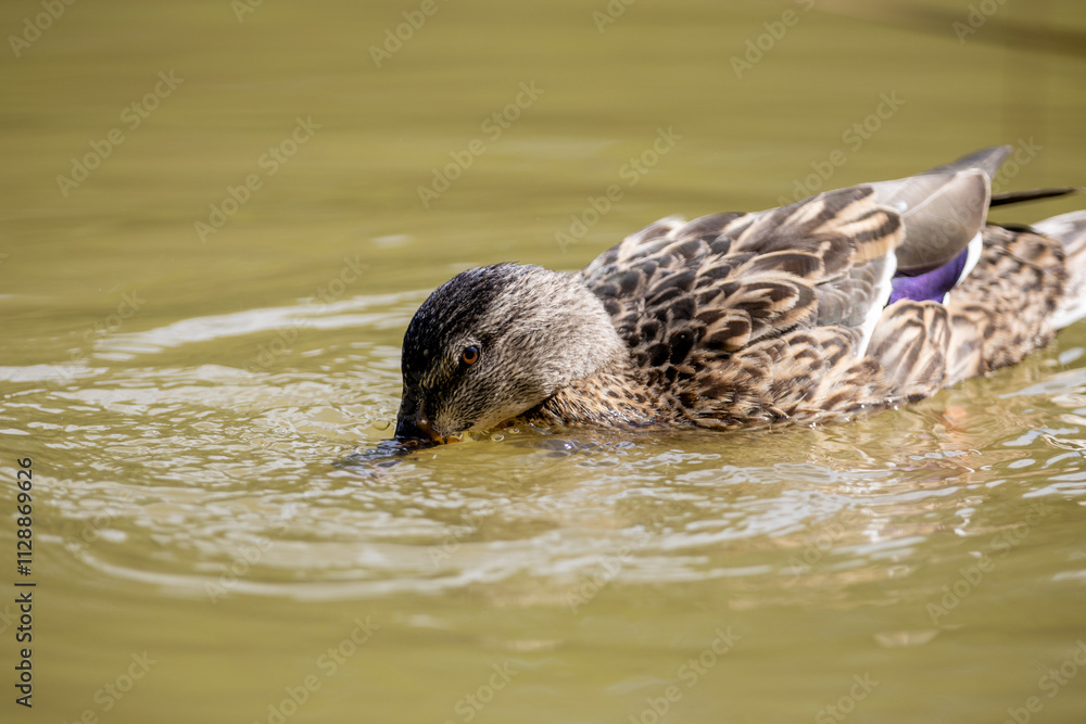Fototapeta premium Un pato silvestre busca alimento en el agua mientras crea pequeñas ondulaciones, destacando su plumaje detallado y la calma del entorno