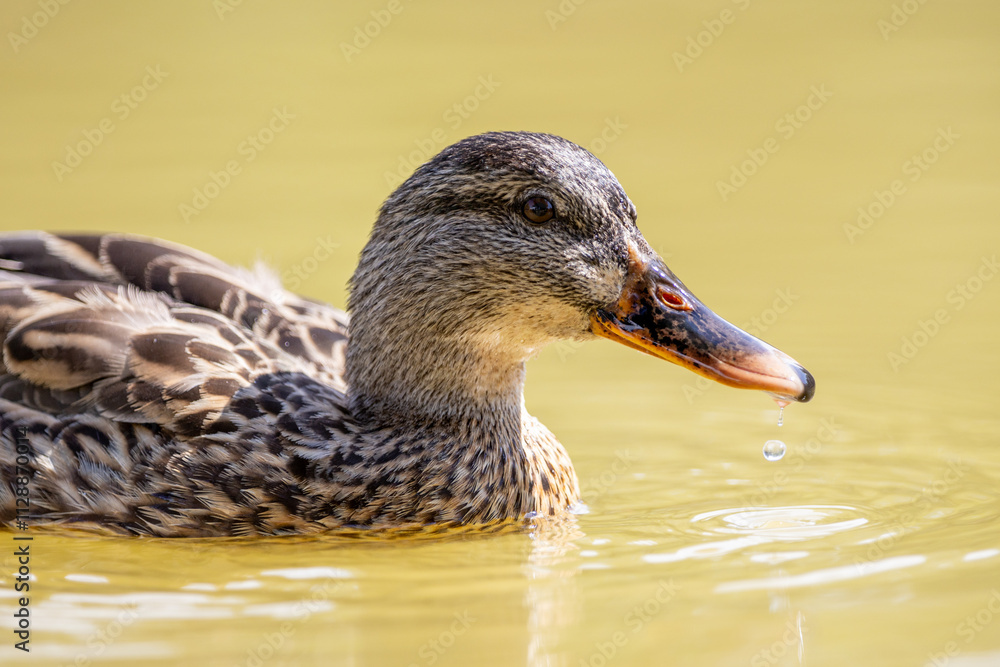 Un pato silvestre flota serenamente en agua clara, mostrando los detalles de su plumaje marrón y su pico anaranjado Un pato silvestre flota serenamente en agua clara, mostrando los detalles de su plumaje marrón y su pico anaranjado