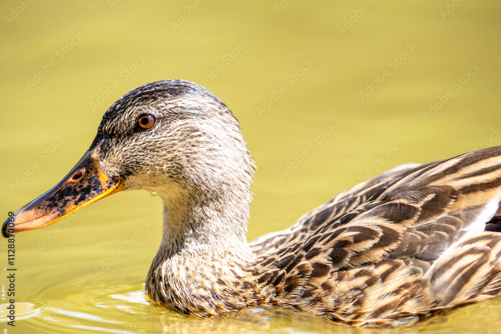 Un pato silvestre flota serenamente en agua clara, mostrando los detalles de su plumaje marrón y su pico anaranjado Un pato silvestre flota serenamente en agua clara, mostrando los detalles de su plumaje marrón y su pico anaranjado