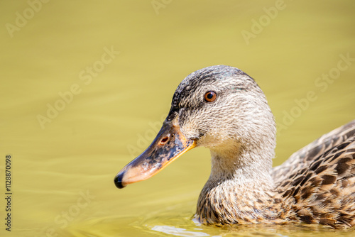 Un pato silvestre flota serenamente en agua clara, mostrando los detalles de su plumaje marrón y su pico anaranjado photo