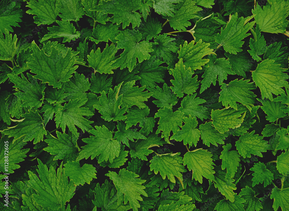 A top view of green foliage plant background A top view of green foliage plant background