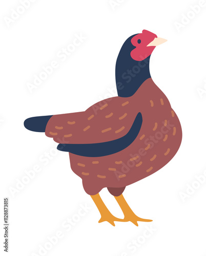 Adult domestic chicken vector illustration
