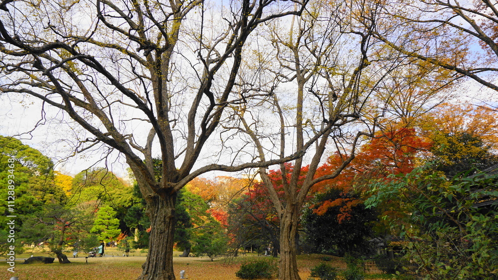 Fototapeta premium 秋の六義園