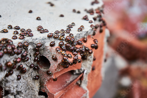 Tableau sur toile ladybug insect invasion