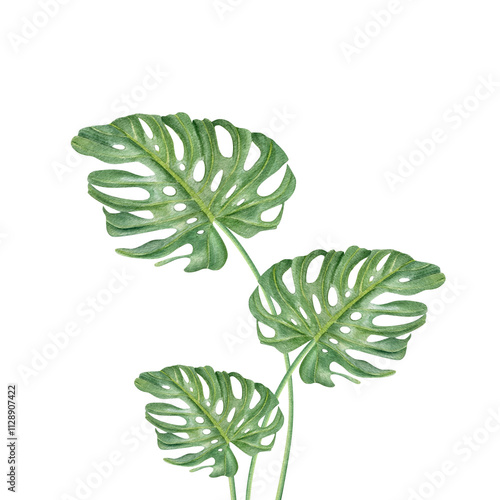 Tropical green monstera leaves with curving stems watercolor illustration clip art. Tropical houseplant creeper plant composition for printing wall art, package, label. Swiss cheese liana