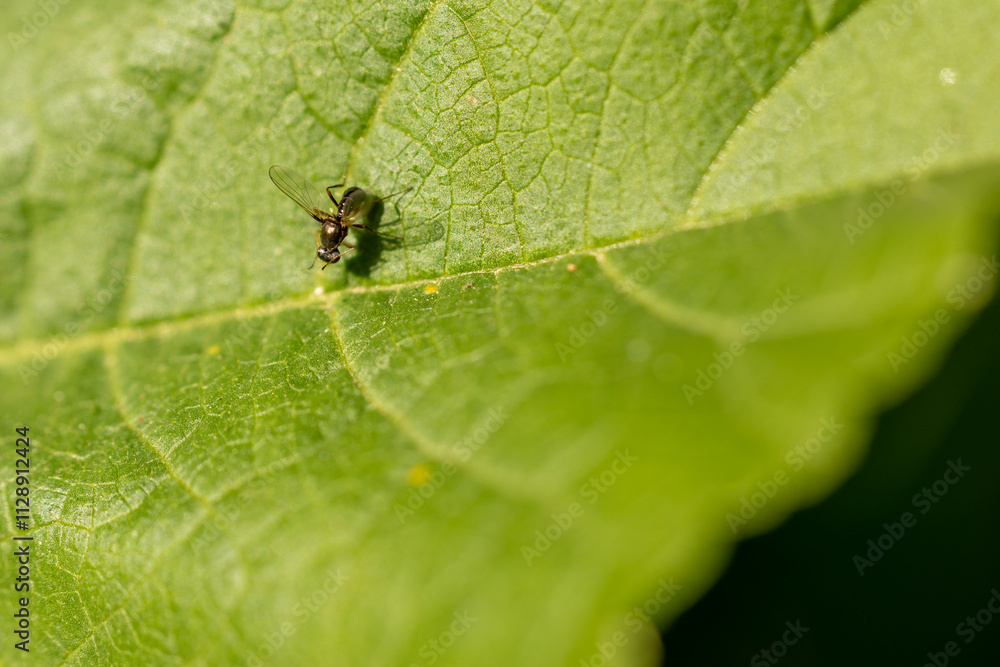 Una diminuta mosca posada en una hoja verde captada con un enfoque macro detallado Una diminuta mosca posada en una hoja verde captada con un enfoque macro detallado