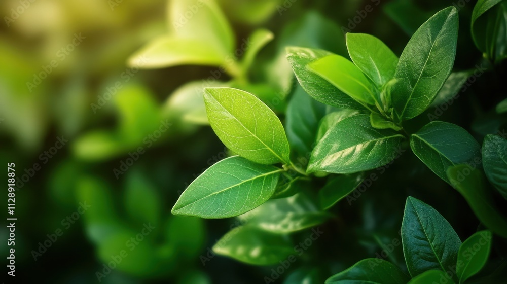 Lush Green Leaves Sparkling Under Sunlight with Soft Background Lush Green Leaves Sparkling Under Sunlight with Soft Background