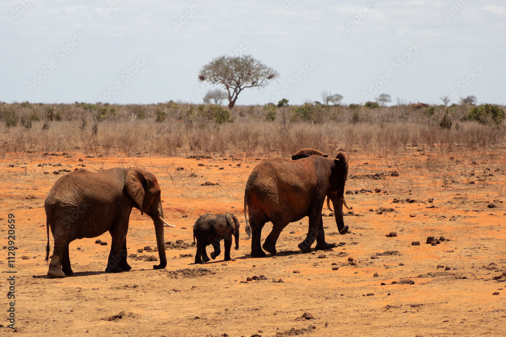 Fototapeta premium Baby elephant following its mother
