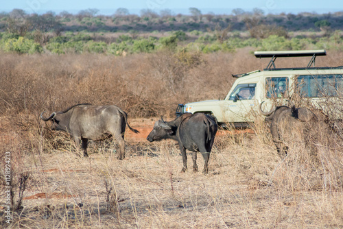 Buffalos being observed by tourist in an African Safari