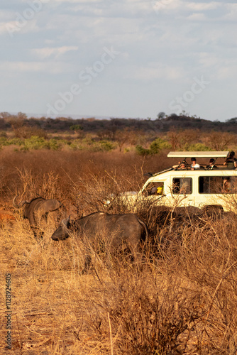 Buffalos being observed by tourist in an African Safari
