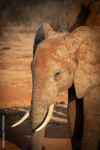 Portrait of a elephant