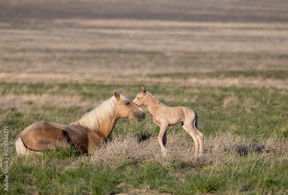 Wild Horse Mare and Foal in the Utah Desert in Springtime Wild Horse Mare and Foal in the Utah Desert in Springtime