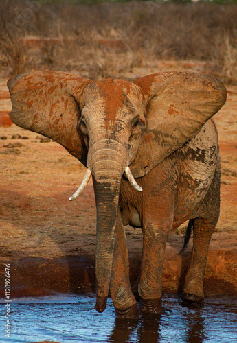 Portrait of an African elephant