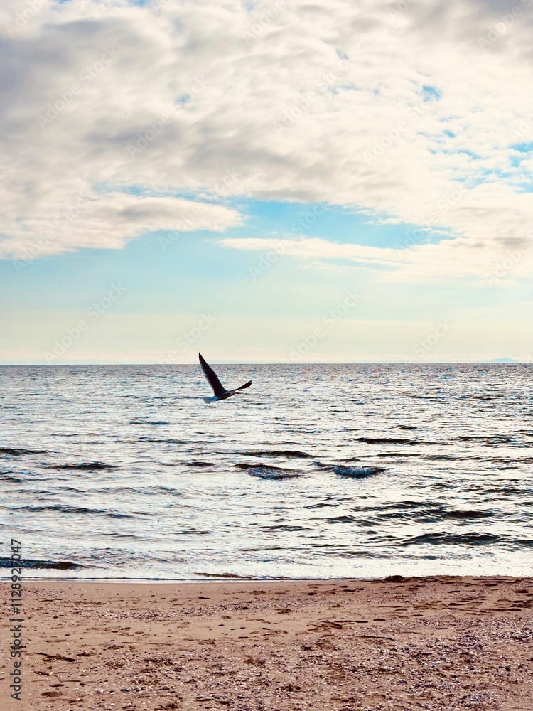 Naklejka premium seagull flies over the sea