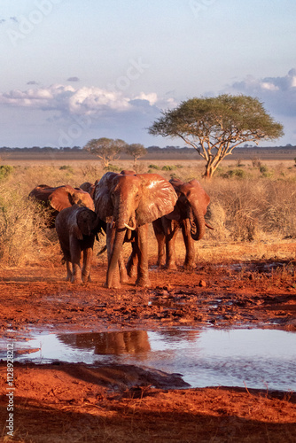 Elephants of an African safari