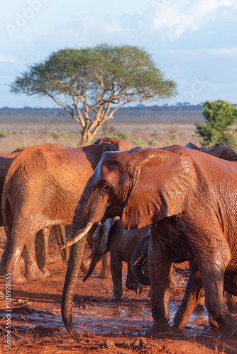 Elephants of an African safari