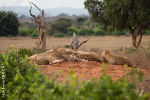 Lion in the savanna