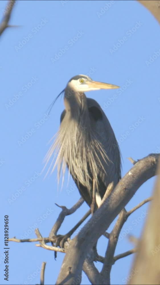 Great Blue Heron in Tree Vertical Video Great Blue Heron in Tree Vertical Video