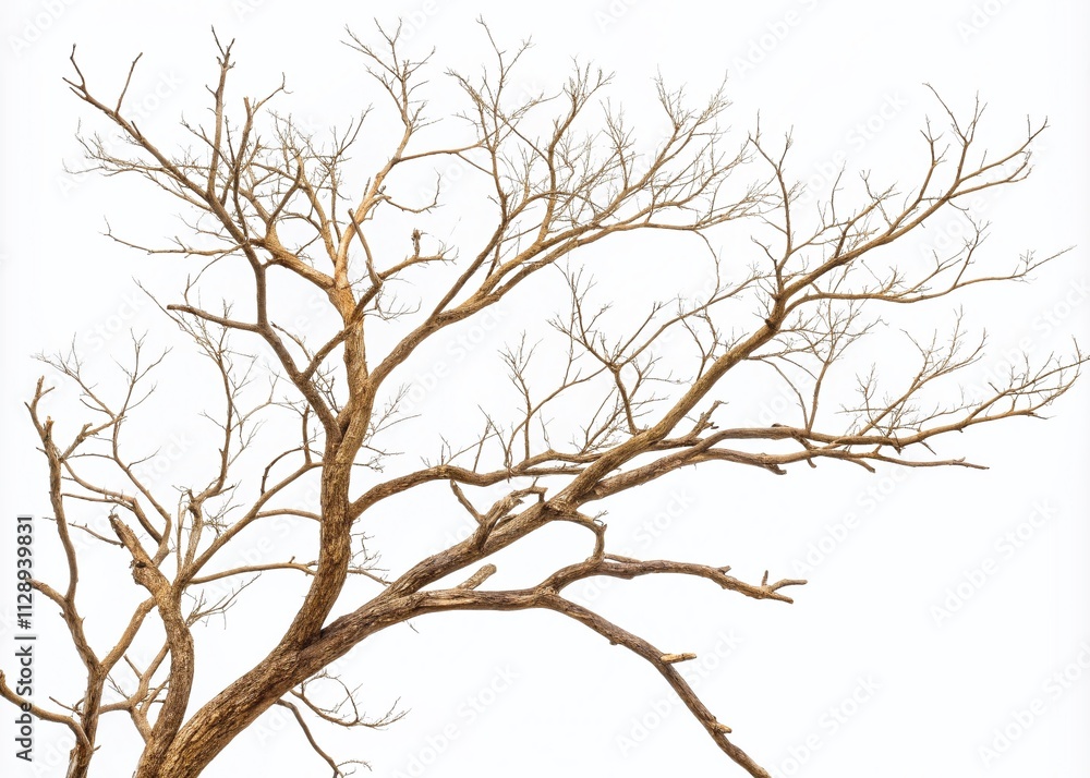 Obraz premium Dry Thin Branches of a Tree Isolated on a White Background, Perfectly Composed Using the Rule of Thirds for Natural Aesthetic Appeal in Photography and Design Projects