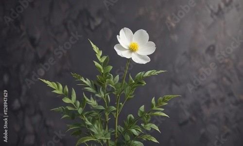 A single white flower on the stem of a perennial plant with yellow-green stem and pinnate leaves , perennial, woundwort, yellow green stem photo