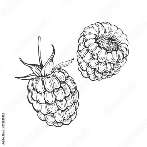 Raspberry vector black and white illustrations hand drawn with ink. Berries of raspberry on a white background. Isolated elements for label design