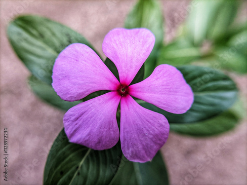 Close up or macro photo of red or white Tapak dara or Catharanthus roseus flowers. photo