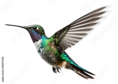 PNG Hummingbird flying animal white background wildlife.