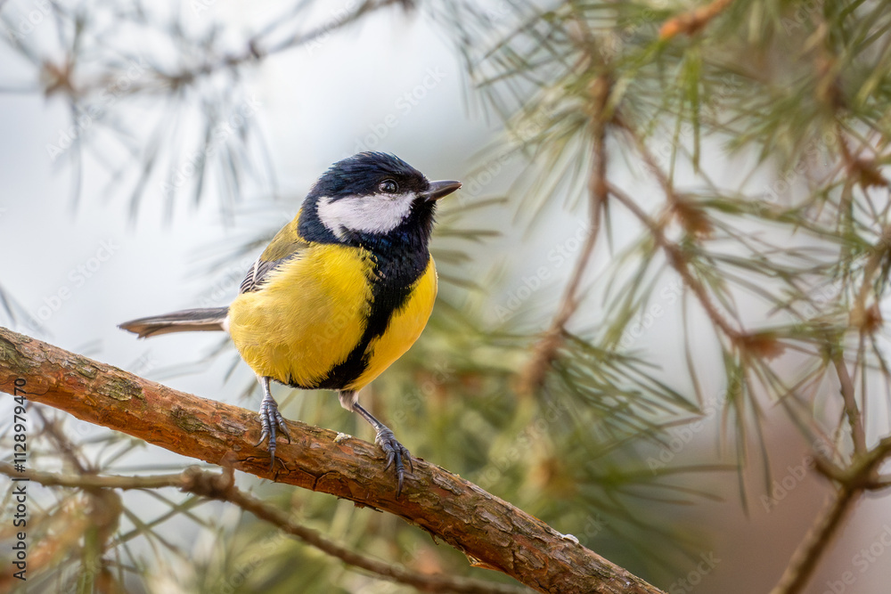 Fototapeta premium great tit